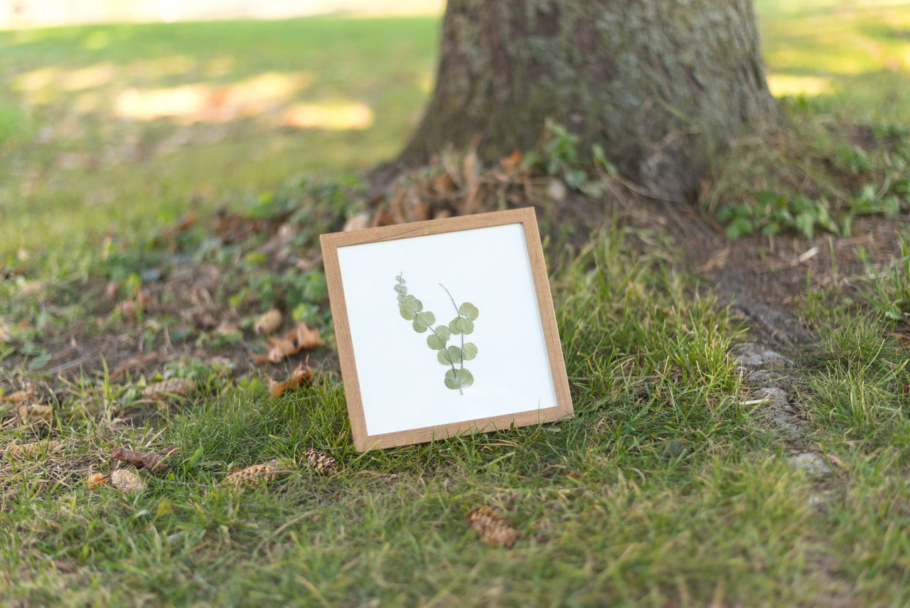 Eucalyptus Pressed Flower Art (8"x8" Framed Original)