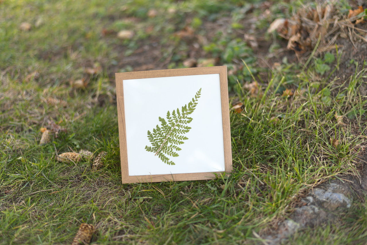 Fern Pressed Flower Art (8"x8" Framed Original)