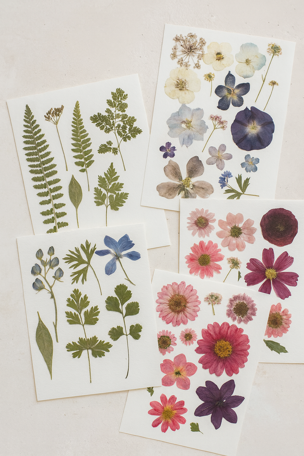 Pressed Flowers (Set of 50)