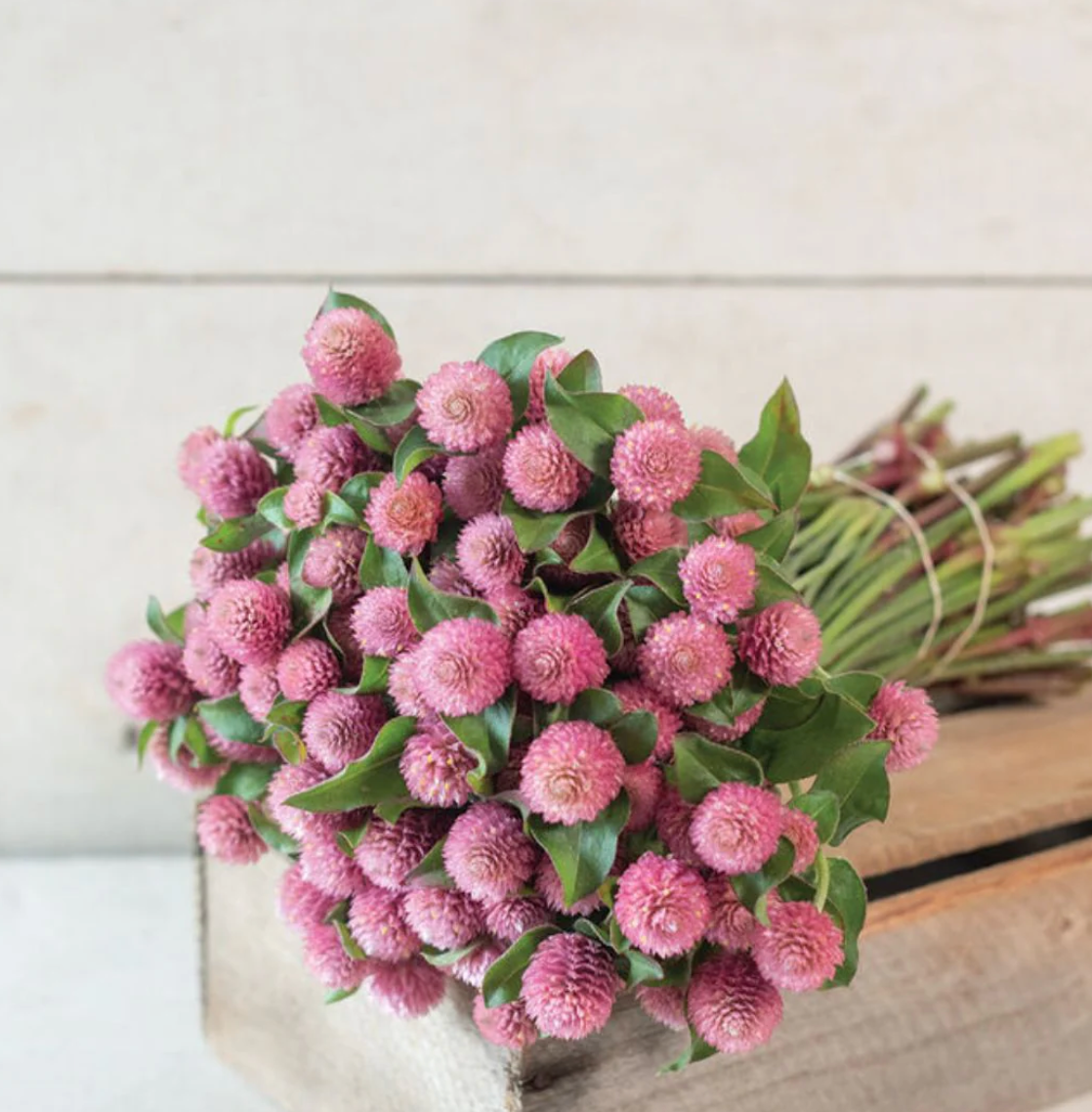 Gomphrena Dried Flower Stem (Pink)