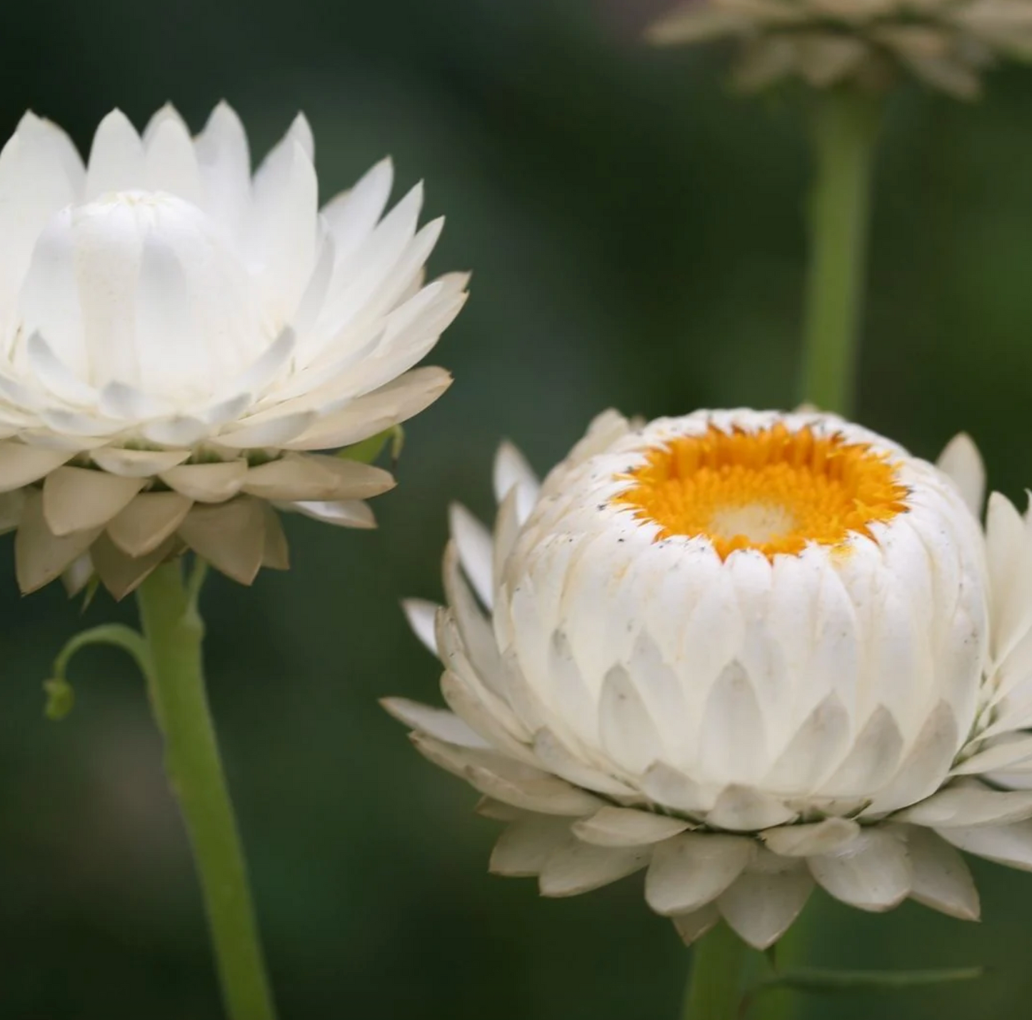 Strawflower Dried Flower Stem