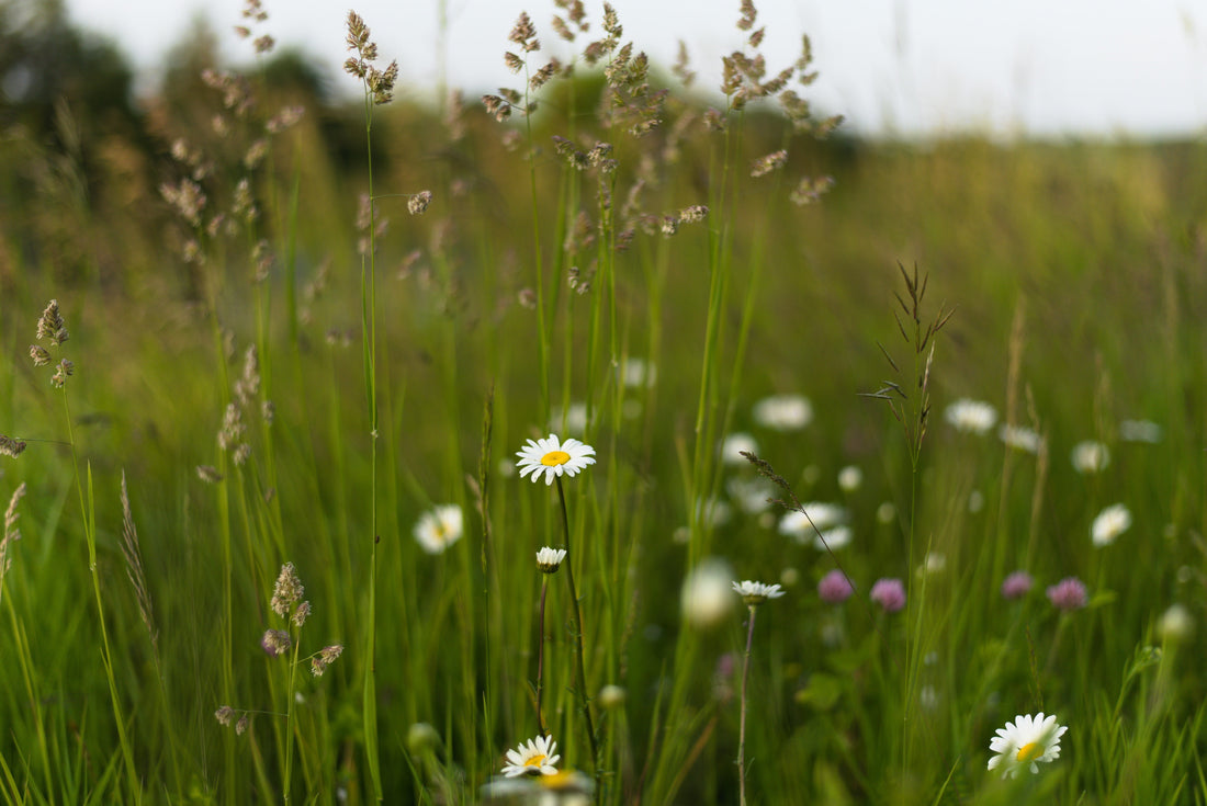 Why I Traded My Lawn for a Flower Field