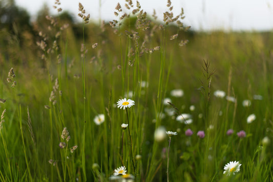 Why I Traded My Lawn for a Flower Field