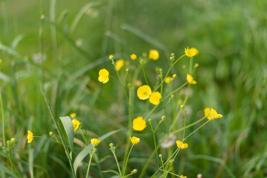 Best Flower Farms Near Toronto for Eco-Friendly Wedding Flowers