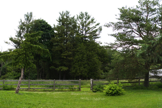 The Magic Hour of Stillness in the Garden