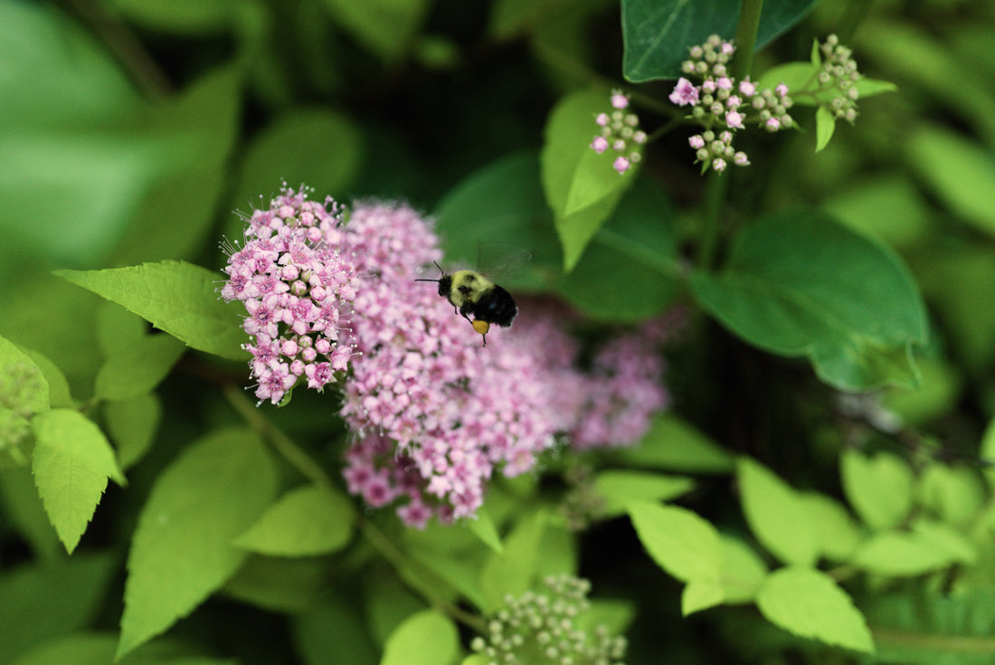 Transforming My Garden into a Native Pollinator Habitat