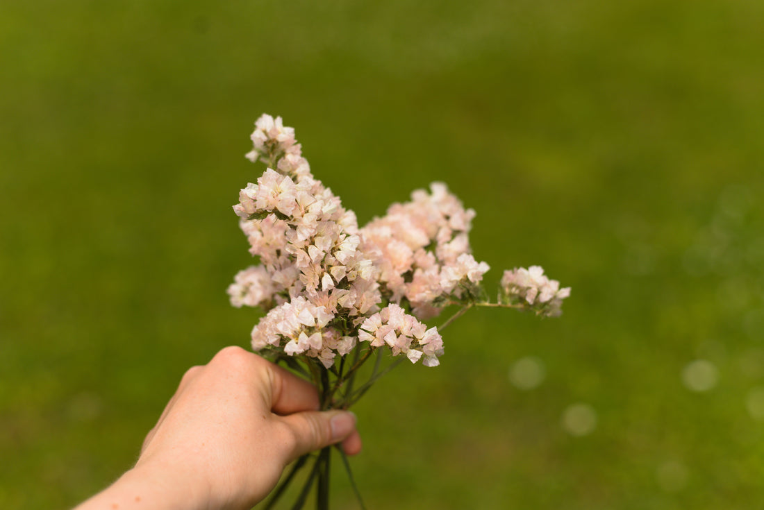 Wholesale Dried Flowers in Toronto for Florists