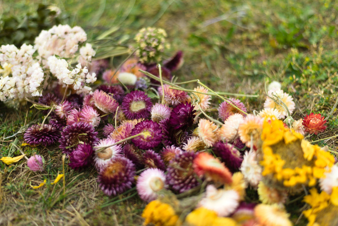 Where to Buy Bulk Dried Flowers in Toronto, Ontario