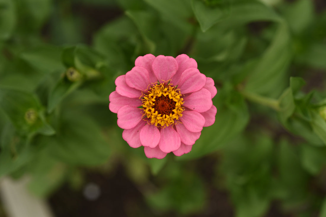 Where to Buy Dried Flowers in Toronto, Ontario