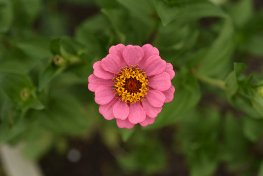 Where to Buy Bulk Dried Flowers in Ontario