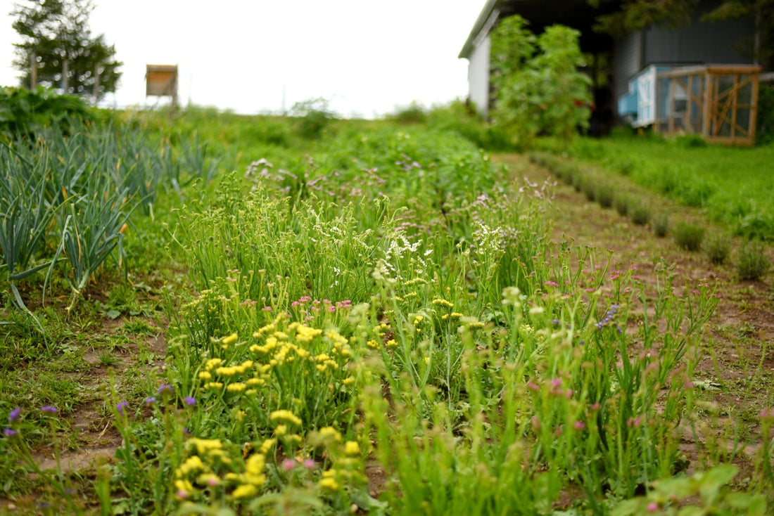 The Business Side of Flower Farming