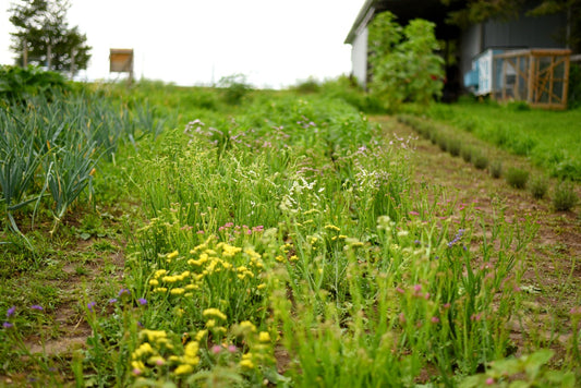 The Business Side of Flower Farming