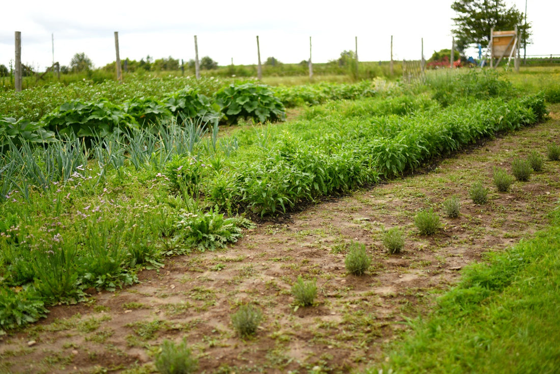The Fall Garden Expansion