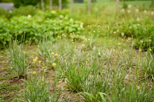 The Garden Is Teaching Me Patience