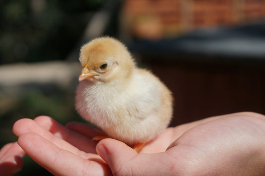 Chicks in the Brooder & Seedlings in the Field