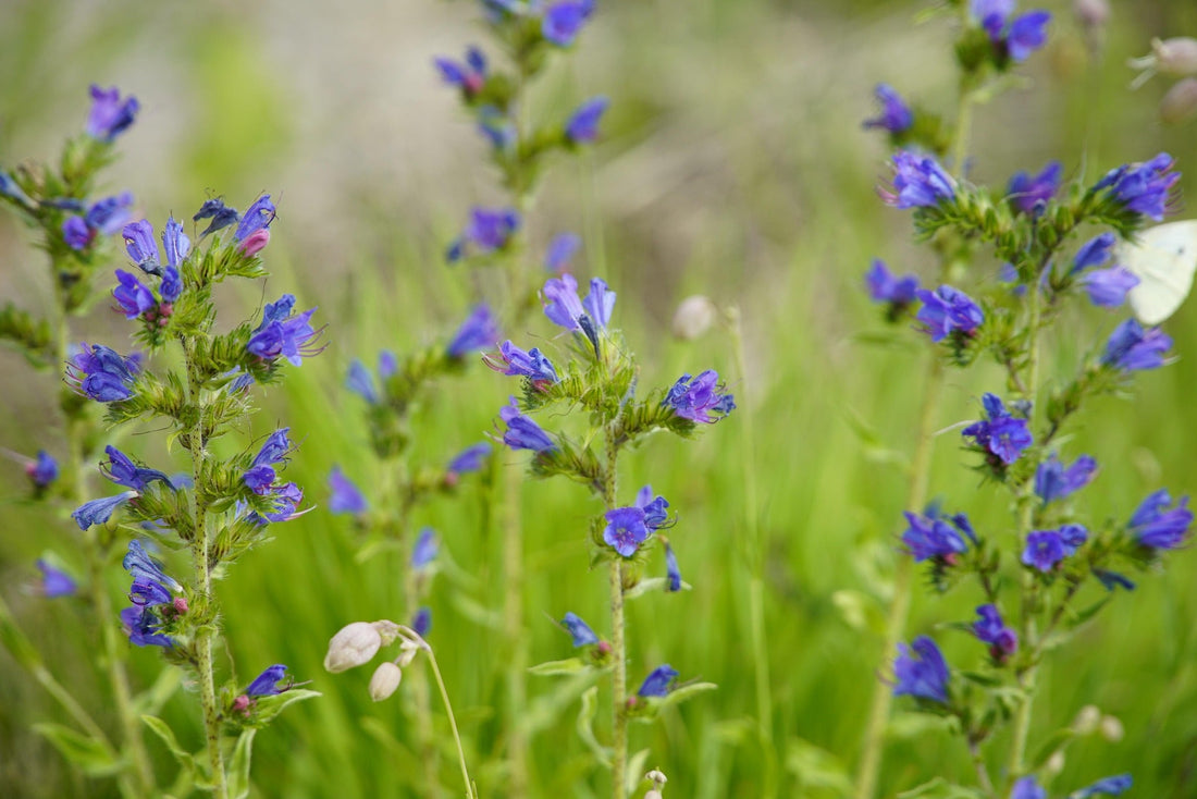 Viper’s Bugloss & First Drying Flowers