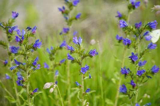 Viper’s Bugloss & First Drying Flowers