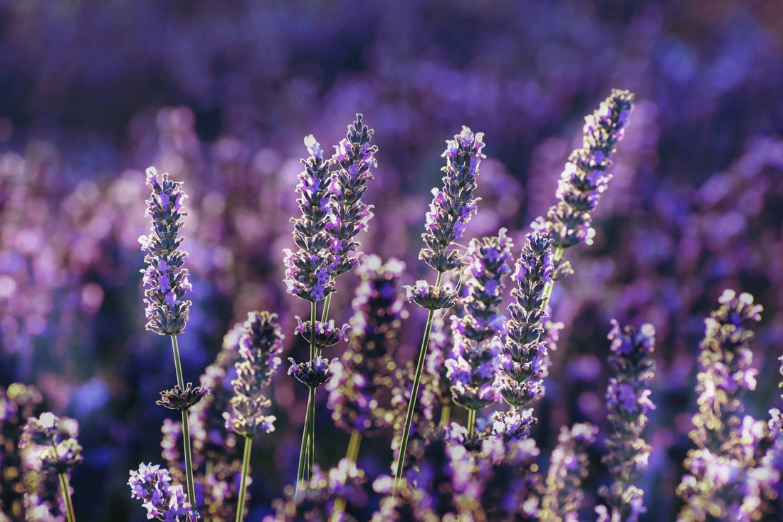 Upcoming Dried Flower Workshops in Ontario – 2026