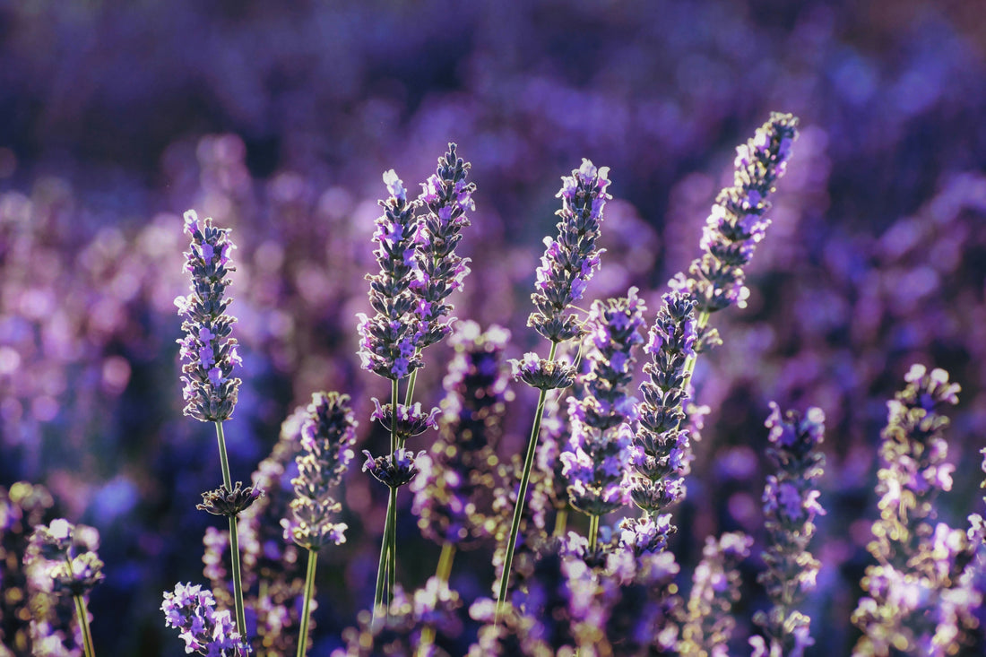 Where to Buy Dried Lavender in Toronto