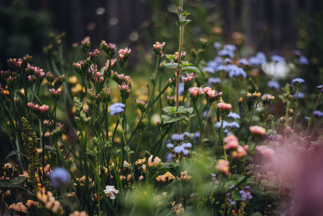 Confessions of a Flower Farmer