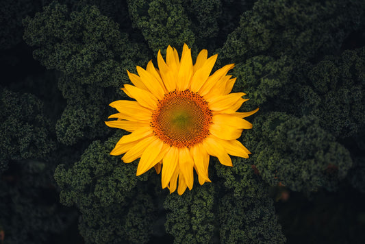 Every Flower Has a Story