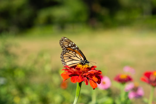 Top 10 Places to Buy Dried Flower Stems in Toronto