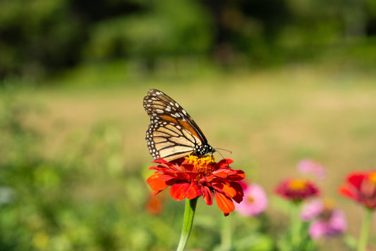 Flower Farms Near Toronto: A Bride-Friendly Guide