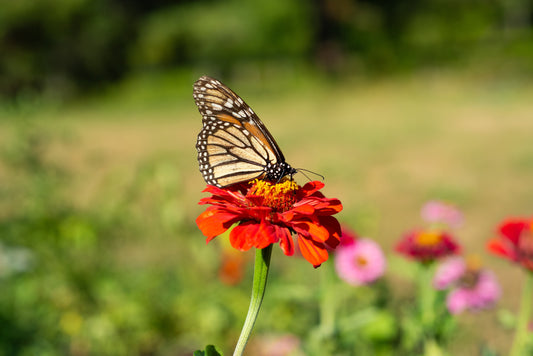 A Season of Zinnias and Visitors