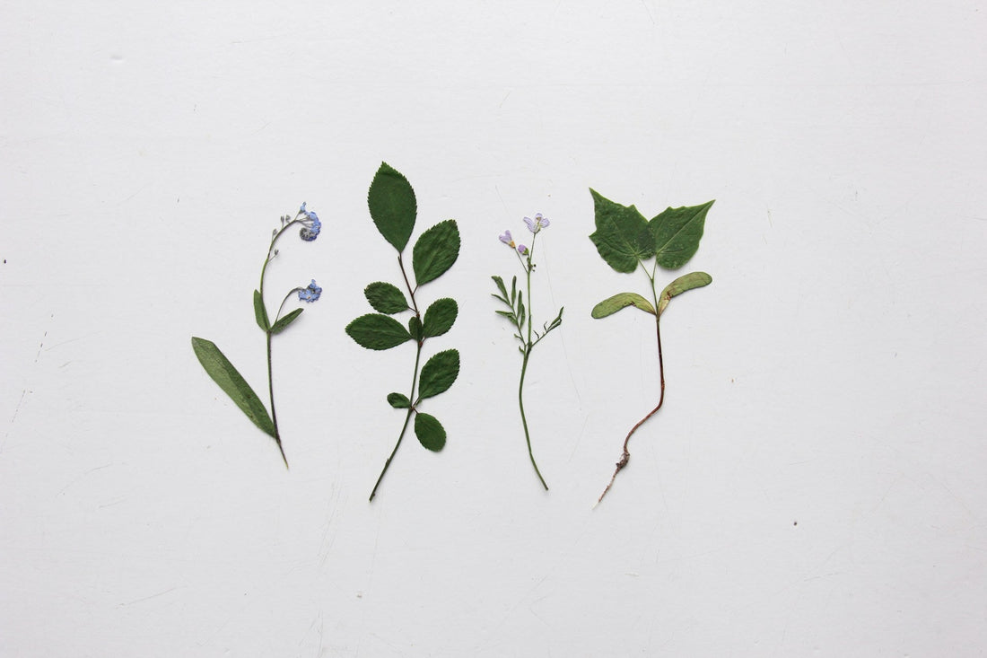 Where to Buy Frames for Pressed Flower Art in Toronto, Ontario