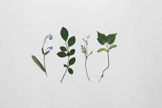 Faire Dried Flowers Review: Wholesale Options for Toronto Florists