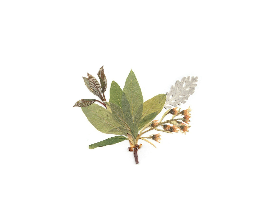 Where to Buy Pressed Flowers in Toronto, Ontario in 2026