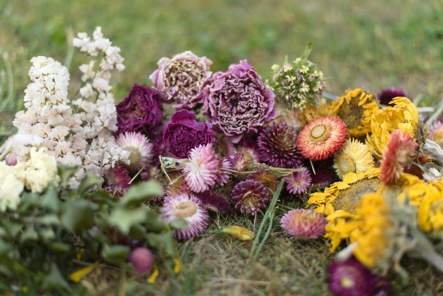 Dried Flower Stems