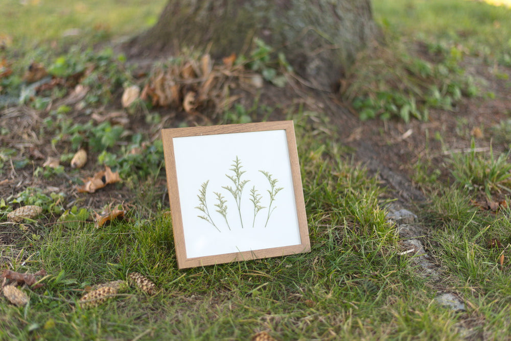 Caspia Pressed Flower Art (8"x8" Framed Original)