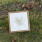 Love-in-a-Mist Pressed Flower Art (8"x8" Framed Original)