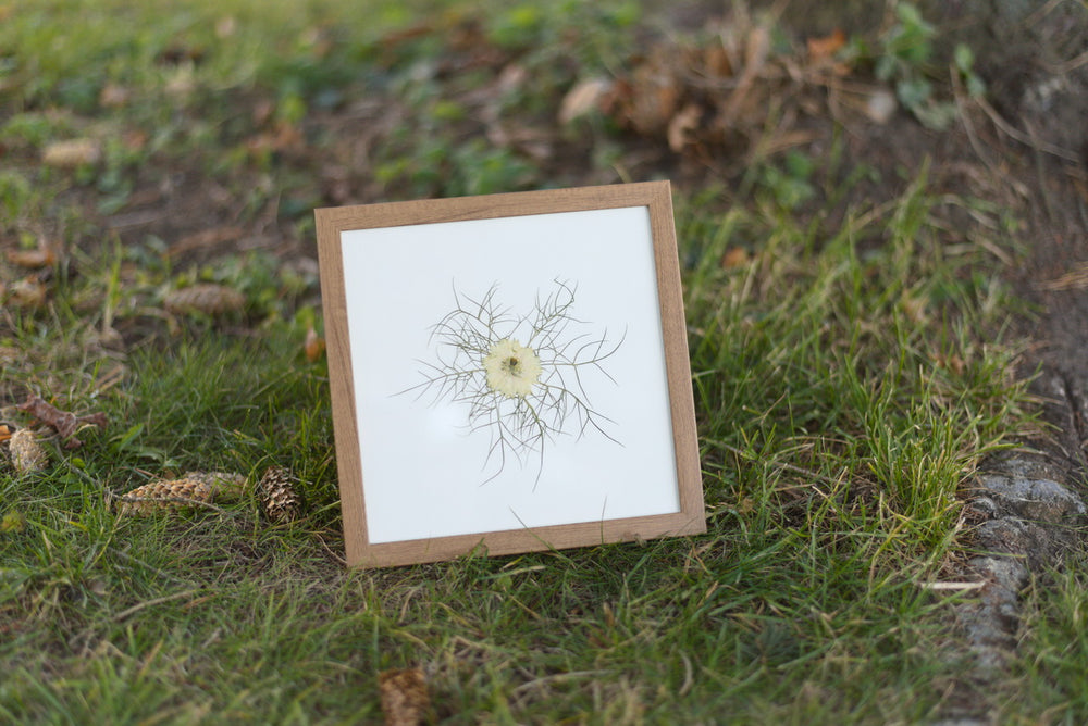Love-in-a-Mist Pressed Flower Art (8"x8" Framed Original)