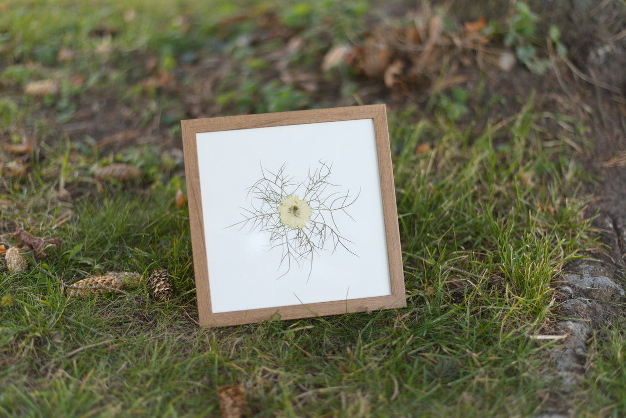 Love-in-a-Mist Pressed Flower Art (8"x8" Framed Original)