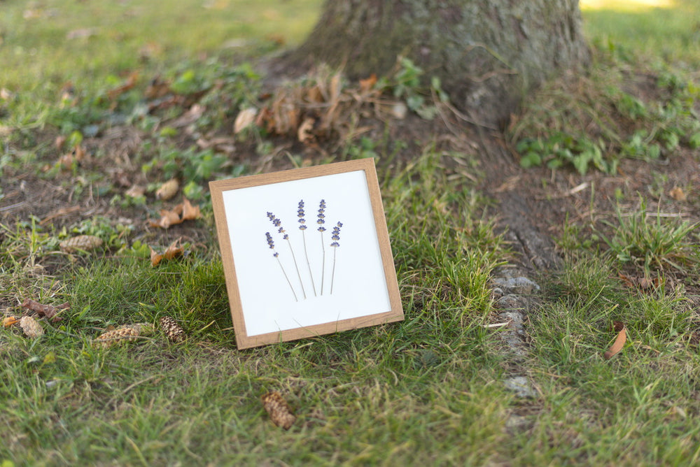 Lavender Pressed Flower Art (8"x8" Framed Original)