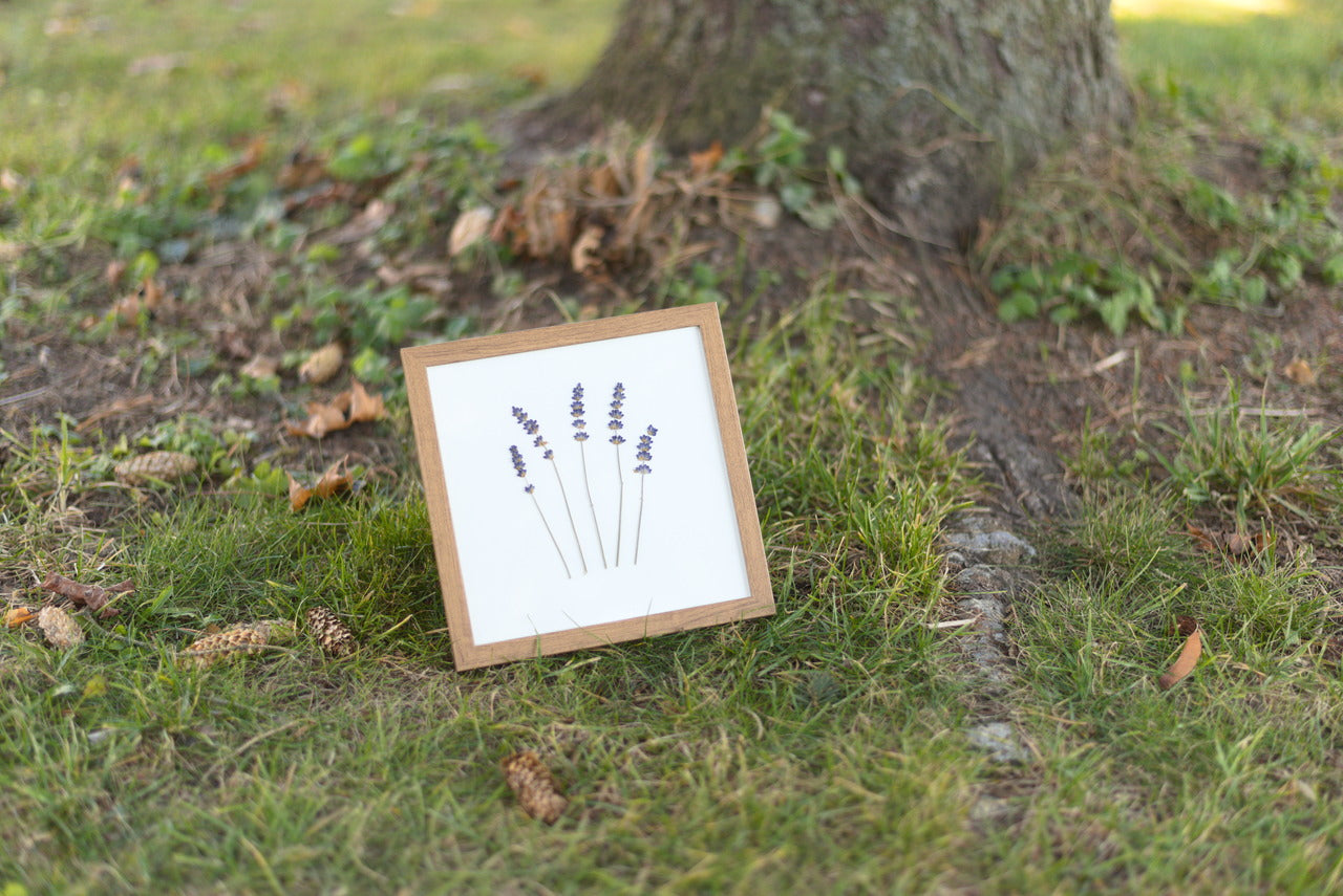 Lavender Pressed Flower Art (8"x8" Framed Original)