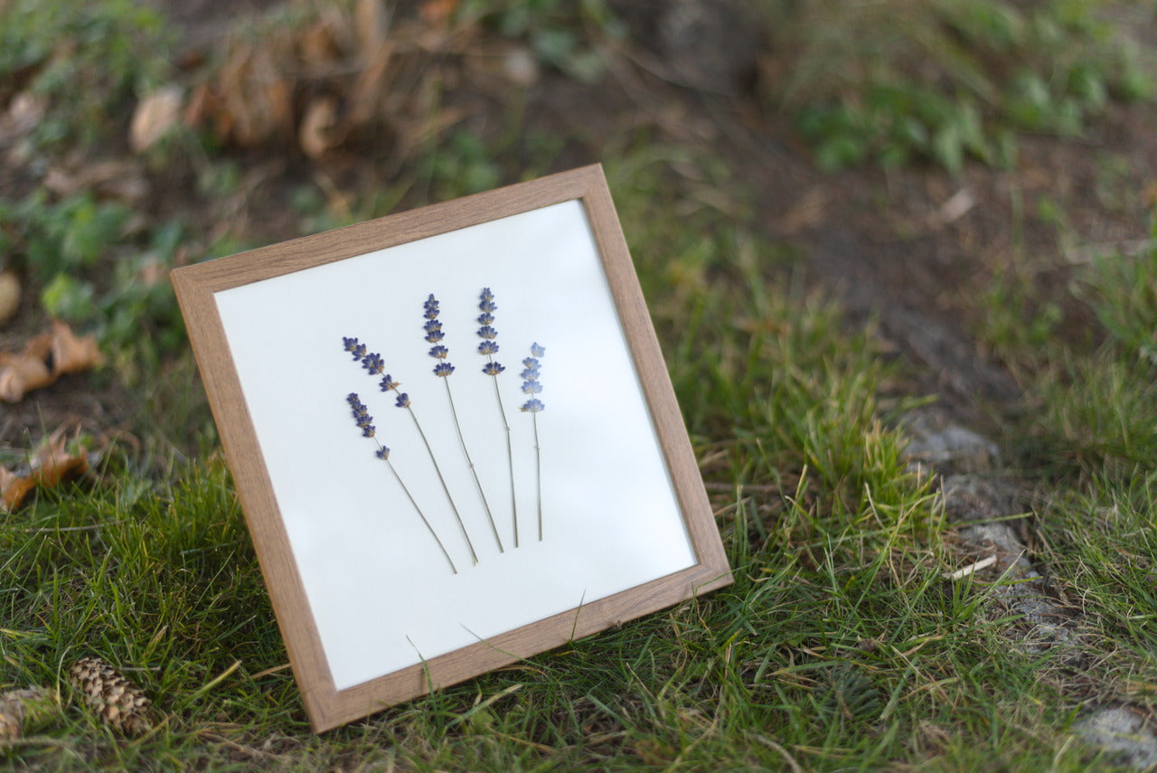 Lavender Pressed Flower Art (8"x8" Framed Original)