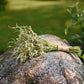 Delicate White Wildflower Dried Wedding Bouquet