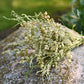 Delicate White Wildflower Dried Wedding Bouquet