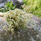 Delicate White Wildflower Dried Wedding Bouquet