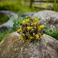 A small bouquet of yellow and white wildflowers nestled on the top of a large gray rock in an outdoor grassy setting.