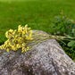 Statice Dried Flower Stems (Yellow)