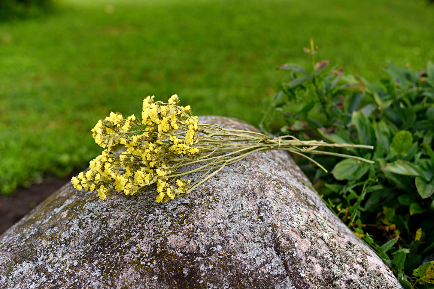 Statice Dried Flower Stems (Yellow)