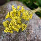 Statice Dried Flower Stems (Yellow)