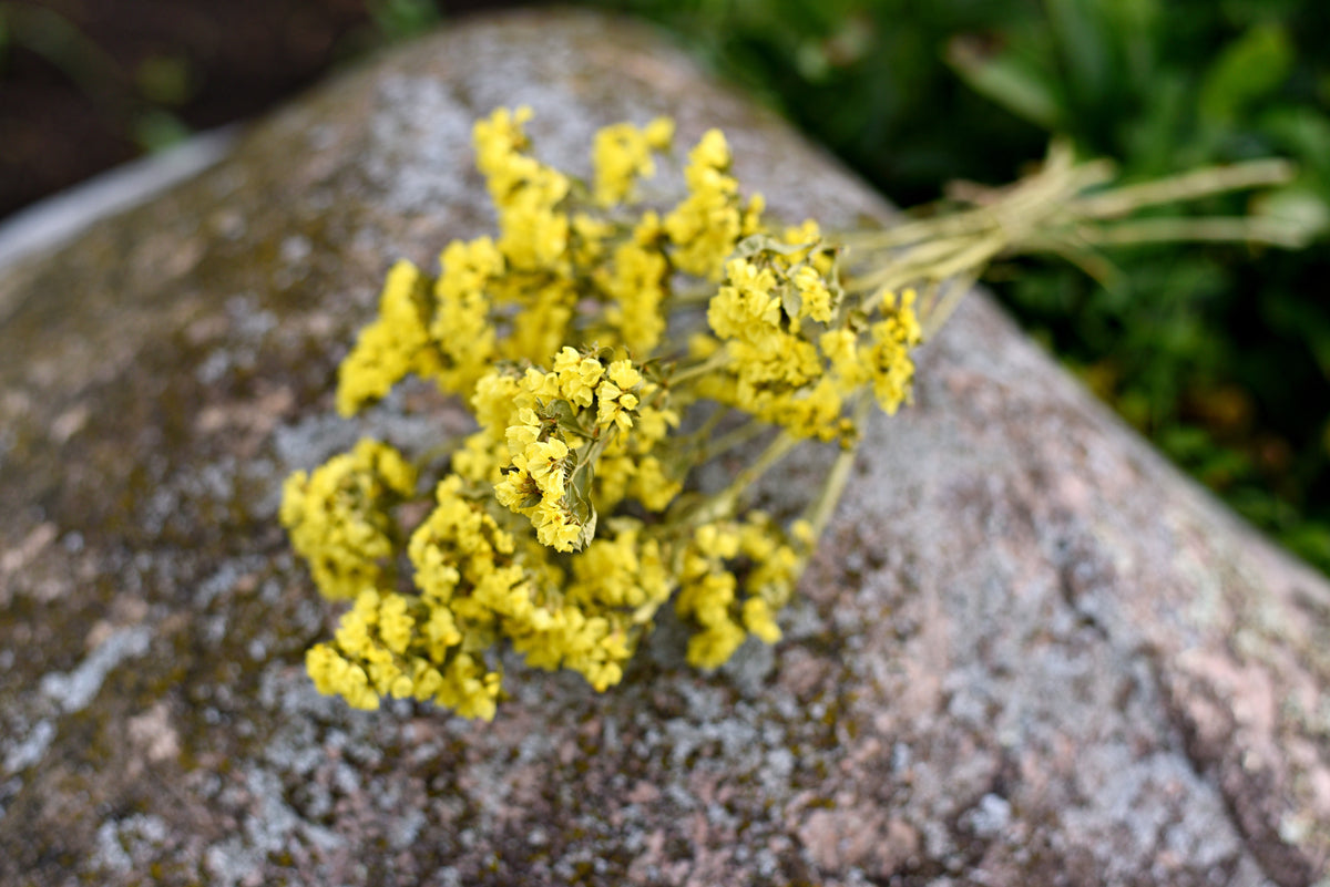 Statice Dried Flower Stems (Yellow)