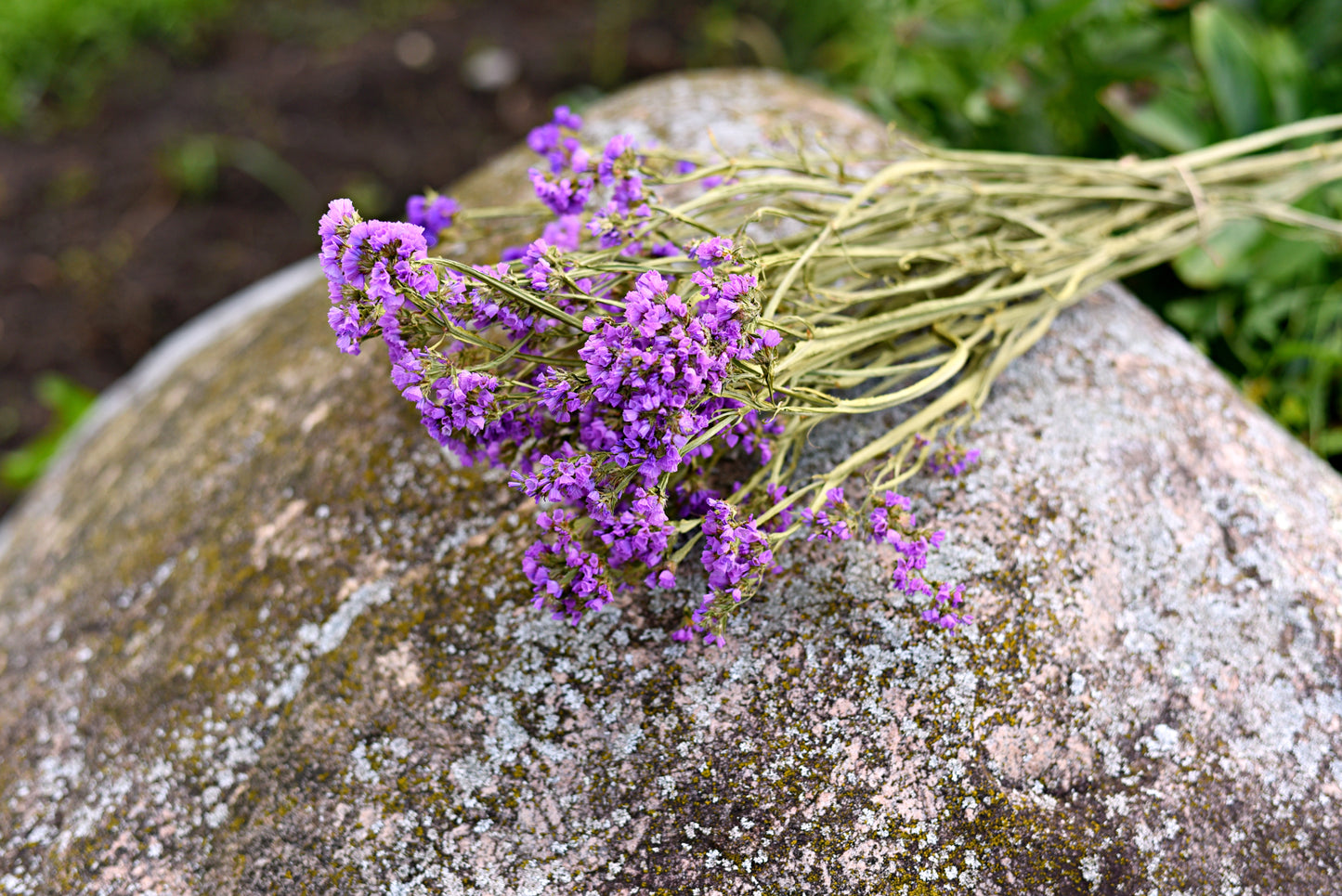 Statice Dried Flower Stems (Dark Purple)