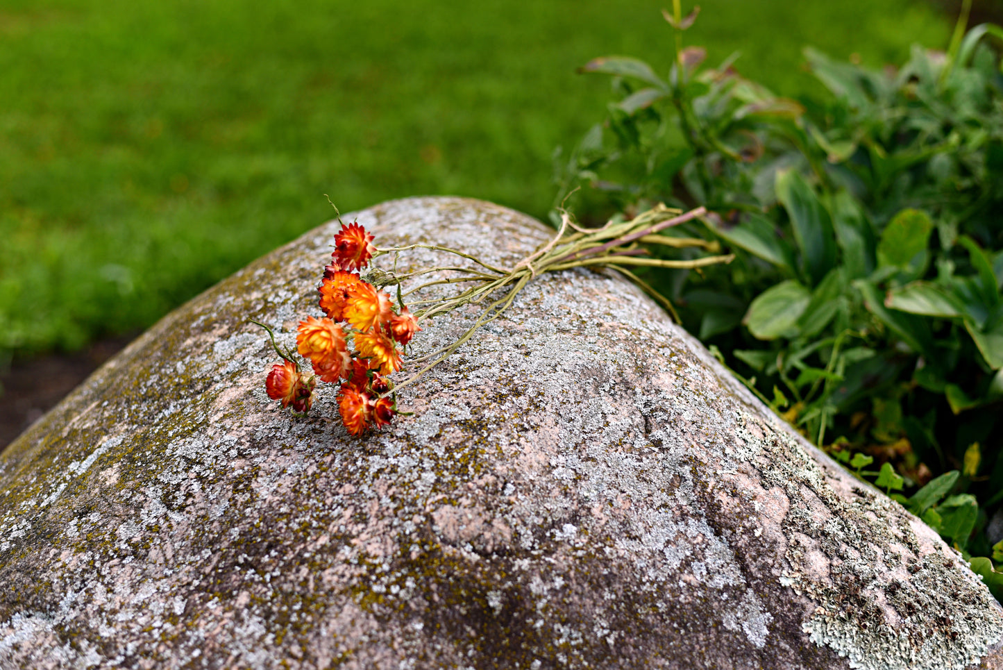 Strawflower Dried Flower Stems (Orange)