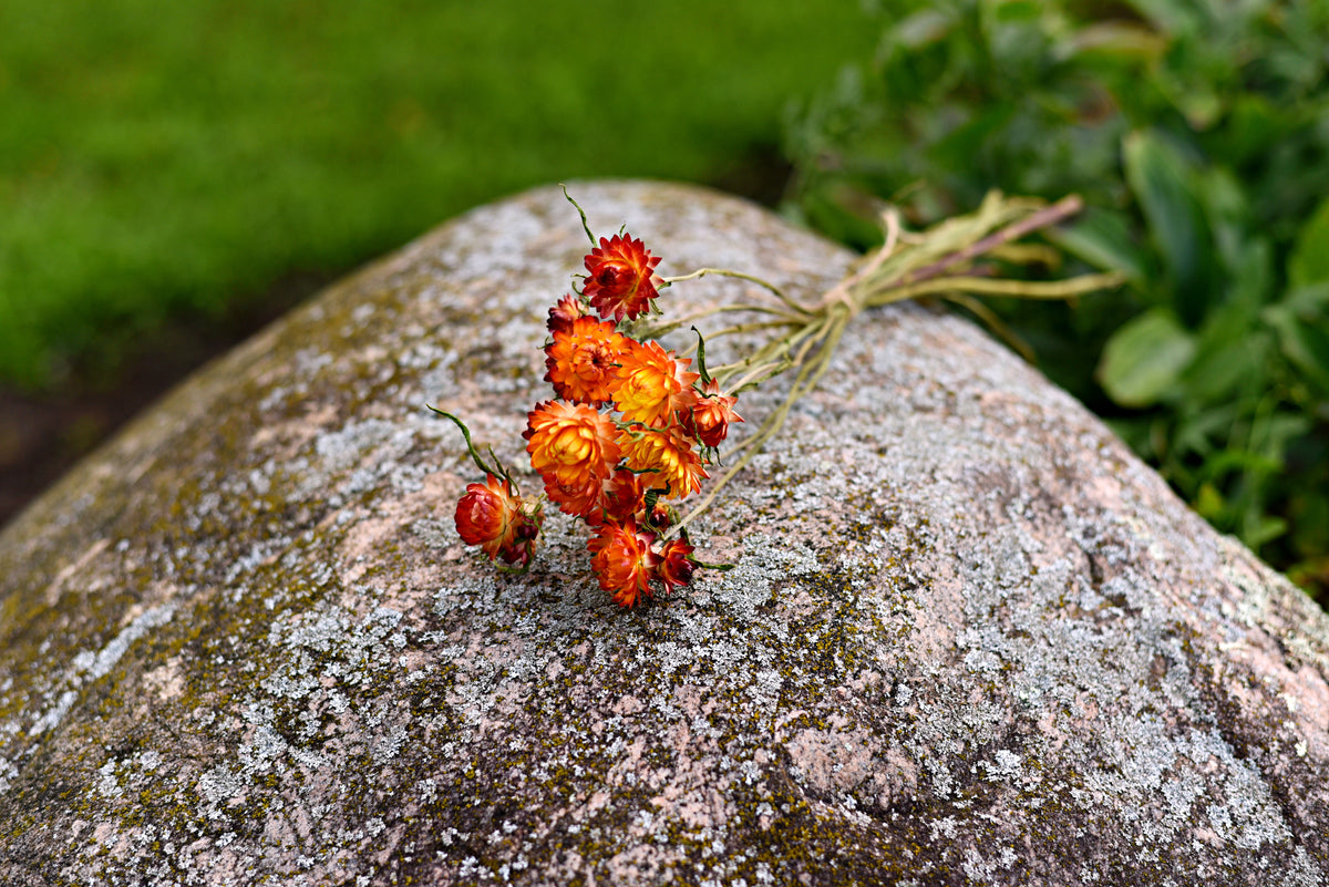 Strawflower Dried Flower Stems (Orange)